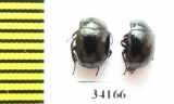 Sphaerites glabratus  Russia, Tver reg. - INSECTS-STORE.RU