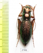 Megacephala apicespinosa, male  Zambia - INSECTS-STORE.RU