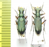Cicindela pulchella  Nepal - INSECTS-STORE.RU