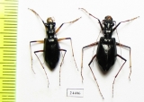 Oxycheila polita, pair  Panama - INSECTS-STORE.RU