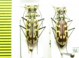 Cicindela macra, pair  USA - INSECTS-STORE.RU