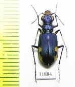 Cicindela lacteola brodskii  Kazakhstan - INSECTS-STORE.RU