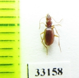 Geotrechus orpheus doderoi  France - INSECTS-STORE.RU