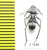 Cerambycidae sp.  South Africa Rep. - INSECTS-STORE.RU