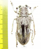 Cerambycidae sp.  Zambia - INSECTS-STORE.RU