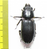 Passalidae sp.  Panama - INSECTS-STORE.RU