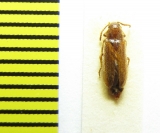 Zilora sericea  Belorussia - INSECTS-STORE.RU