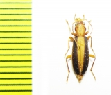 Oedemeridae sp.  Iran, Lorestan prov. - INSECTS-STORE.RU