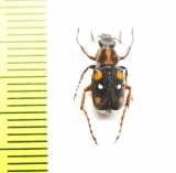 Paratrichius sakaii  Laos - INSECTS-STORE.RU