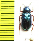 Tenebrionidae sp.  Malaysia - INSECTS-STORE.RU