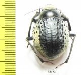 Pisterotarsa kiritschenkoi  Uzbekistan - INSECTS-STORE.RU