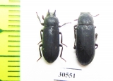 Cryphaeus amurensis, pair  Russia, Far East - INSECTS-STORE.RU