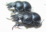 Lethrus bulbocerus, pair  Kazakhstan - INSECTS-STORE.RU