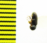 Anobiidae sp.  Turkmenistan - INSECTS-STORE.RU