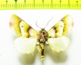 Noctuidae sp.?  Bolivia - INSECTS-STORE.RU