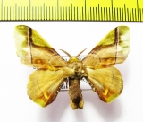 Erebidae sp.  French Guiana - INSECTS-STORE.RU