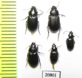 Carabidae sp.  South Africa Rep. - INSECTS-STORE.RU