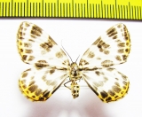 Gandaritis whitelyi  Russia, Far East - INSECTS-STORE.RU