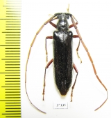 Cerambycidae sp.  Ecuador - INSECTS-STORE.RU