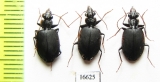 Carabidae sp.  Indonesia, Kalimantan - INSECTS-STORE.RU