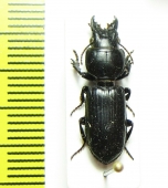 Carabidae sp.  Thailand - INSECTS-STORE.RU