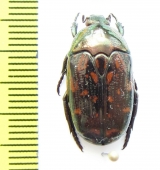 Poecilopharis leai  Australia - INSECTS-STORE.RU