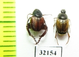 Hopliini sp., pair  South Africa Rep. - INSECTS-STORE.RU