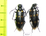 Meloidae sp.  South Africa Rep. - INSECTS-STORE.RU