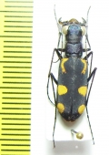 Calochroa sp.  Thailand - INSECTS-STORE.RU