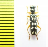 Cleridae sp. Laos - INSECTS-STORE.RU