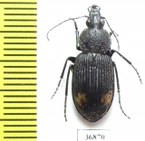 Carabidae sp.  Zambia - INSECTS-STORE.RU
