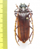 Osphryon sp.  Indonesia, Papua - INSECTS-STORE.RU