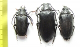 Prionus coriarius, pair  Russia, Tver reg. - INSECTS-STORE.RU