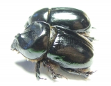Cheiroplatys nitidus, pair  Australia - INSECTS-STORE.RU