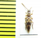 Hypulus fasciatus  Russia, N.Caucasus - INSECTS-STORE.RU