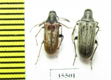 Ripiphoridae, Ptilophorus fallax, pair  Tajikistan - INSECTS-STORE.RU