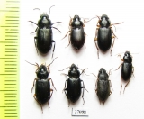 Carabidae sp.  South Africa Rep. - INSECTS-STORE.RU