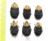 Oiceoptoma thoracica  Russia, Tver reg. - INSECTS-STORE.RU