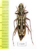 Dialeges sp.  Malaysia, Borneo - INSECTS-STORE.RU