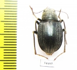 Platyesia iduna  Kazakhstan - INSECTS-STORE.RU