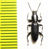 Centorus heydeni  Iran, Khuzestan prov. - INSECTS-STORE.RU