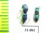 Chrysididae sp.  Kazakhstan - INSECTS-STORE.RU