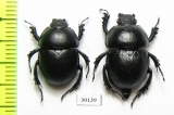 Thorectes catalonicus, pair  Spain - INSECTS-STORE.RU