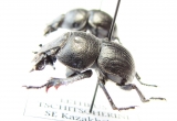Lethrus tschitscherini, pair  Kazakhstan - INSECTS-STORE.RU