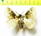 Lasiocampidae sp.?  Honduras - INSECTS-STORE.RU