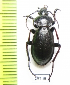 Carabus (Diocarabus) massagetus  Russia, Burjatia reg. - INSECTS-STORE.RU