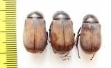 Melolonthinae sp.  Thailand - INSECTS-STORE.RU