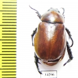 Rutelinae sp.  Ethiopia - INSECTS-STORE.RU