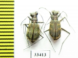 Cylindera arenaria viennensis  Czech Rep. - INSECTS-STORE.RU