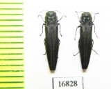 Agrilus agnatus  Laos - INSECTS-STORE.RU